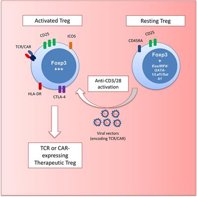 Engineering Specificity and Function of Therapeutic Regulatory T Cells